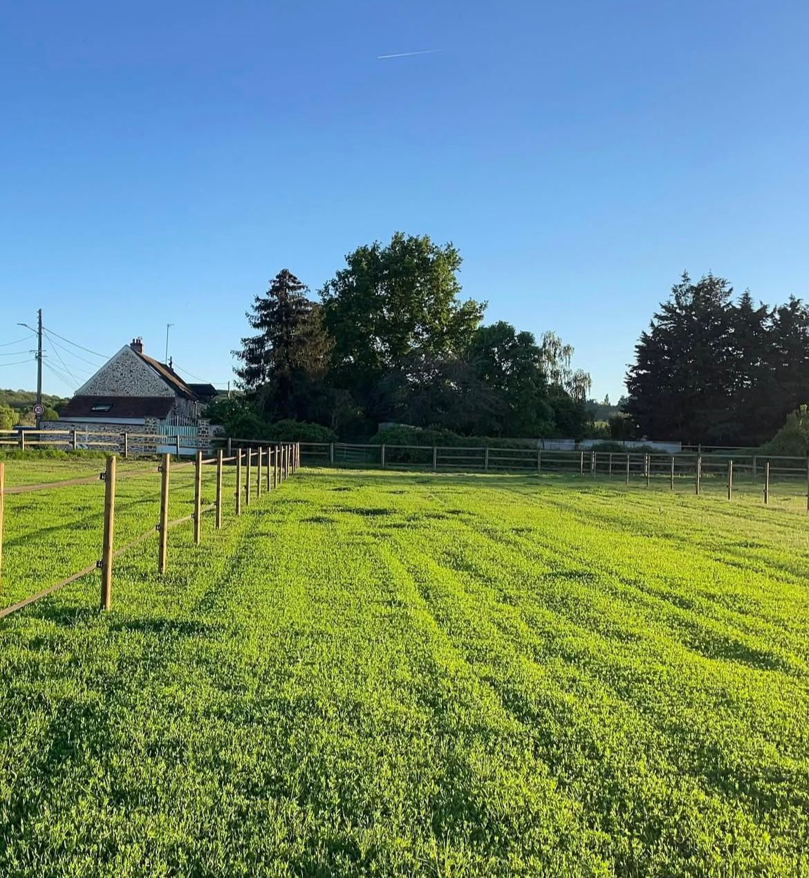 Paddock verdoyant pour les chevaux